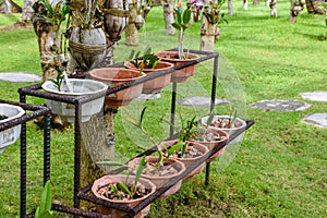 Iron shelve with plenty of small growing orchid flowers