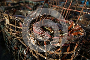 Iron traps cage with Red king crabs in the water, catching crabs from a ship