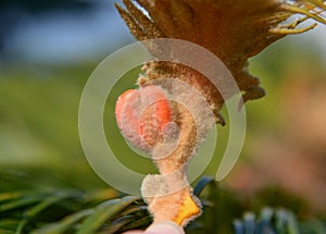 Iron tree fruit seed