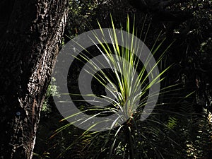 Iron tree inforest, dark background