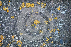 Iron wall with yellow moss and rust. Background texture