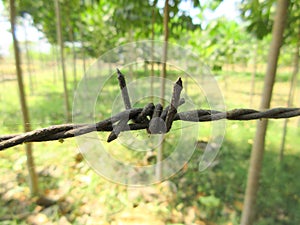 An iron wire fence on a hardwood farm with teak trees and mahogany trees, fence selective focus, background blur