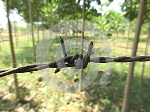 An iron wire fence on a hardwood farm with teak trees and mahogany trees, fence selective focus, background blur