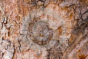Iron wood scientific name: Xylia xylocarpa tree bark texture
