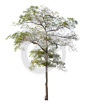 Iron wood tree is deciduous isolated on white background (Pyinkado)