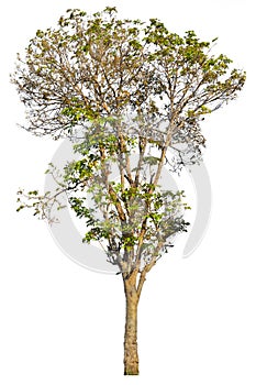 Iron wood tree is deciduous isolated on white background (Pyinkado)