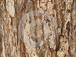 Ironbark Eucalyptus Texture