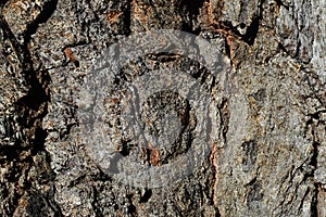 Ironbark Eucalyptus texture