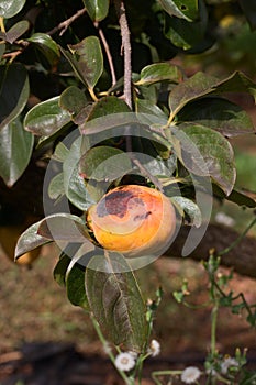 Ironed planchado persimmon with sunburned skin on a branch of the persimon tree