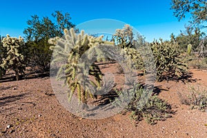 Ironwood Forest National Monument