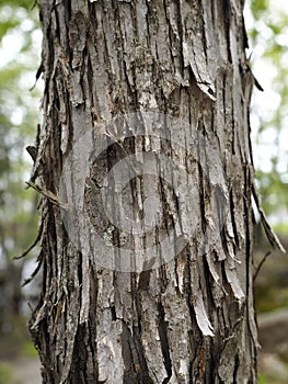 Ironwood or Hop Hornbeam Bark Closeup. Rrough, peeling strips of bark.