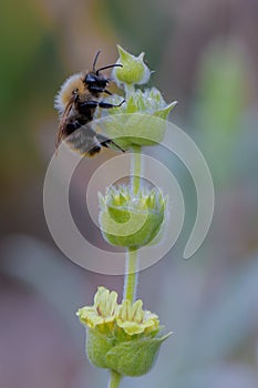 Ironwort mountain tea, Sideritis syriaca, flower stalk with bumblebee portrait