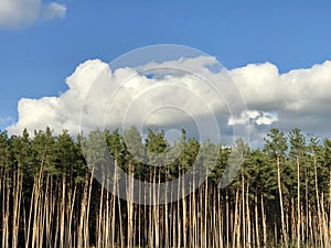 Clouds over the famed pines of Irpin - UKRAINE photo