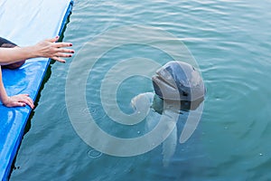 Irrawaddy dolphin floating in the water.