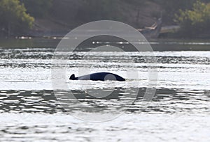 Irrawaddy dolphin, Orcaella brevirostris