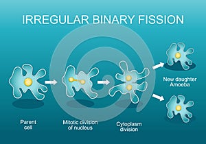 Irregular binary fission in amoeba. Asexual reproduction