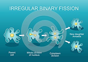 Irregular binary fission in amoeba. Asexual reproduction photo