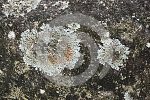 Irregular patches of lichen on rough stone abstract horizontal background texture