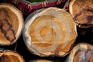 An irregular pattern of large circular pieces of natural wood in the middle of the forest. Colored felled tree trunks. Woodcut