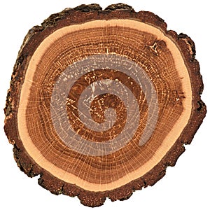 Irregular shape wood slab with bark and tree growth rings. Colorful oak slice texture isolated on white background