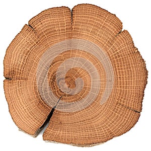 Irregular shaped oak wood slab with growth rings and cracks isolated on white background