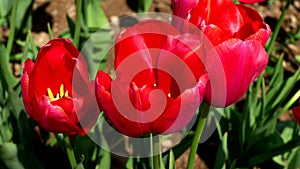 The Irresistible Charm of Red Tulips