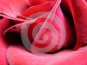 Irresistible Red Rose photo