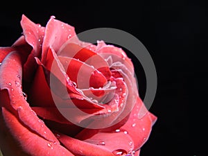 Irresistible Red Rose