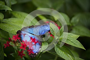 Irridescent Blue Morpho Butterfly in the Butterfly House at Fairchild Tropical Botanic Garden photo