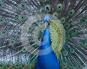 Irridescent Blue Peacock Face and Feathers photo