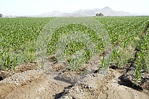 Irrigated Corn 3