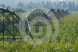 Irrigated Corn Field