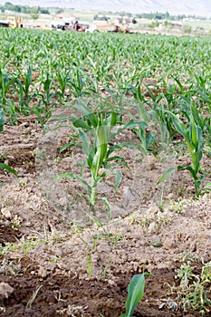 Irrigated corn field