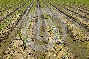 Irrigated corn field