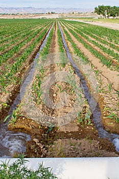 Irrigated corn field