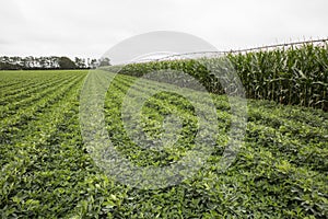 Irrigated Corn and Legume crops