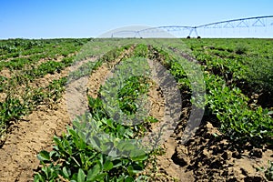 Irrigated field of peanuts.