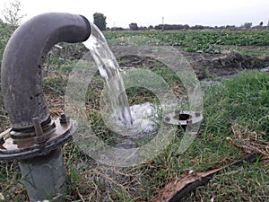 irrigated in green vegetable field by water jet, technical irrigation