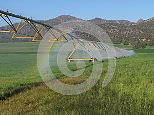 Irrigated hay field
