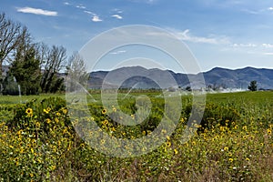 Irrigated Idaho Field