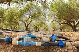 Irrigated olive grove.