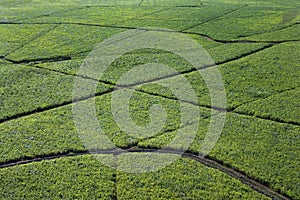 Irrigated sugarcane crops.