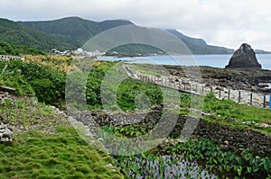 Irrigated taro Colocasia esculenta fields in Lanyu - Orchid island, Taiwan