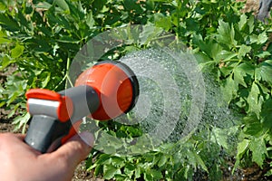 Irrigating photo