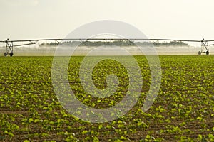 Irrigating crops in field