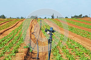 Irrigating Crops with Impact Rotor Sprinklers