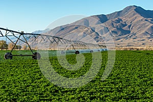 Irrigating of field in the desert