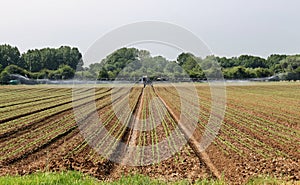 Irrigating machine watering a field of seedling crops