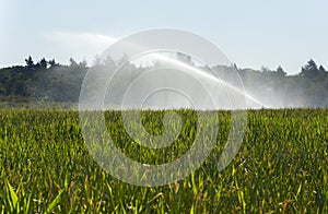Irrigating maize in summer
