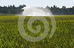 Irrigating maize in summer